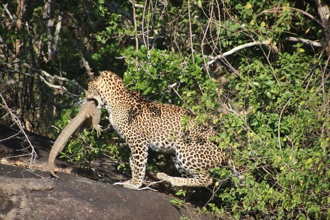 Yala National Park Safari from Hambantota Seaport - Wildlife spotting: why the tracker role matters on a short drive