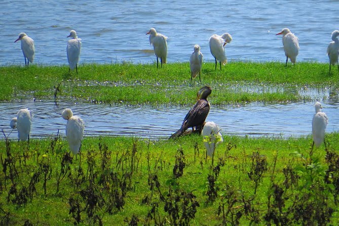 Yala National Park Safari from Hambantota Seaport - What you might see at Yala, based on this route’s strengths