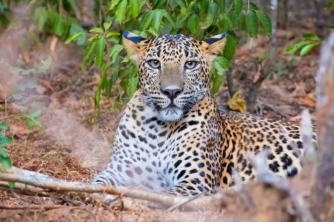 Yala National Park Safari from Weligama - Key Things I’d Look For Before You Go
