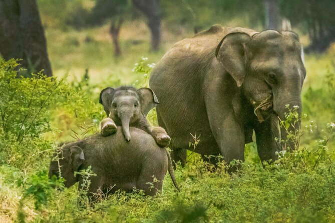 Yala National Park Safari from Weligama - How This Yala Safari From Weligama Fits a Real Day