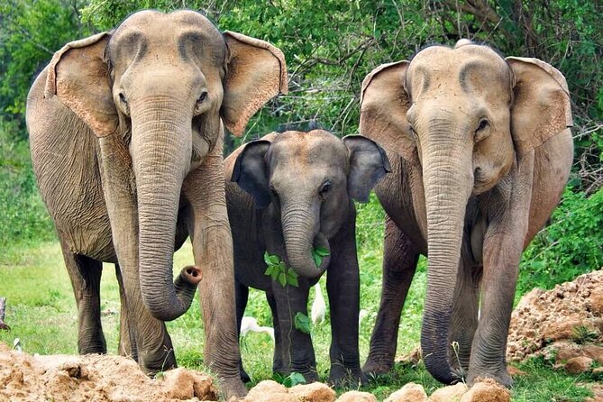 Yala National Park Safari from Weligama - What You’ll Love Most: Jeep Access, Guide Attention, and Photo Stops