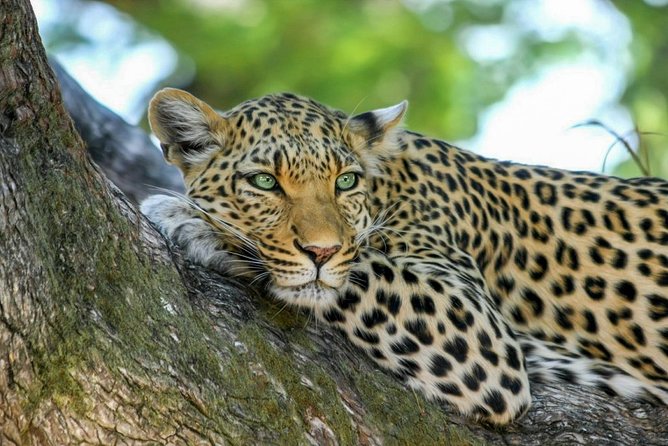 Yala National Park Safari from Weligama - The Comfort Details: Air-Conditioned Transport and Included Water