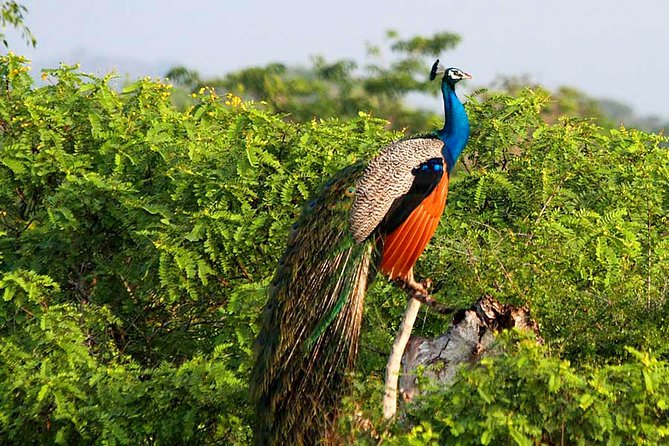 Yala National Park Safari from Weligama - Elephants, Crocodiles, Bulls, and the Realistic Mix of Species