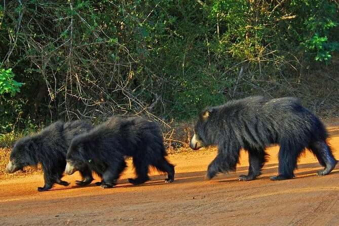 Yala National Park Safari - Half day and Full day - Half-day and full-day timing: what you’re really buying