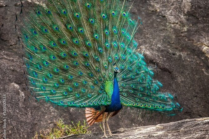 Yala National Park Safari - Half day and Full day - Route logic: what those stops mean for your day