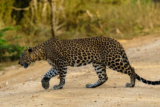 Yala National Park Safari - Half day and Full day - Price and value: why $20 can work, and when it won’t
