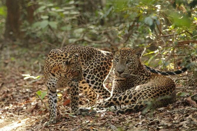 Yala National Park Safari - Half day and Full day - Who should book this Yala safari, and who should reconsider