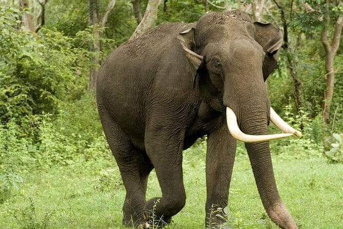 Yala National Park Safari - Half day and Full day - The safari jeep and private ride format (and why it helps)