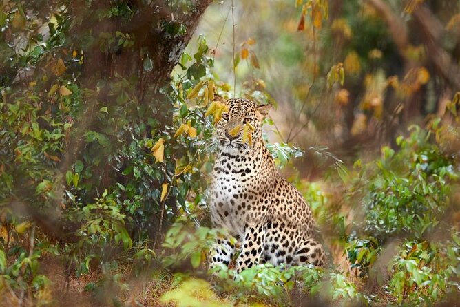Yala National Park Safari | Jeep with Tickets - Key highlights you will care about