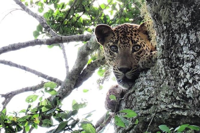 Yala National Park Safari | Jeep with Tickets - Entering Yala National Park: Lagoons, Dunes, and Leopard Habitat