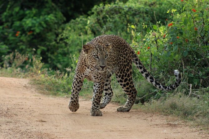 Yala National Park Safari | Jeep with Tickets - How the Safari Drive Fits Your Time Window (4 to 10 Hours)