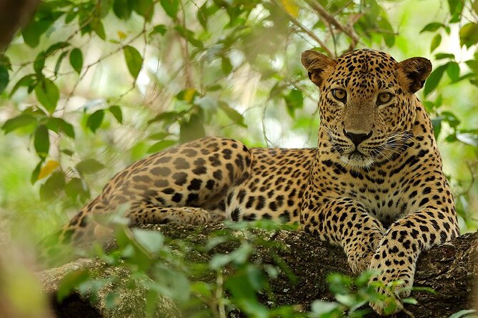 Yala National Park Safari | Jeep with Tickets - Wildlife Targets: Leopards, Elephants, Crocodiles, and Birds