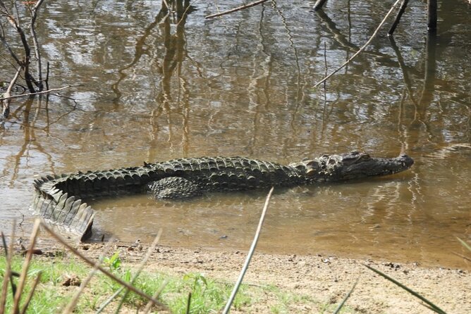 Yala National Park Safari | Jeep with Tickets - Spotting and Photography From a Moving Jeep: What Helps