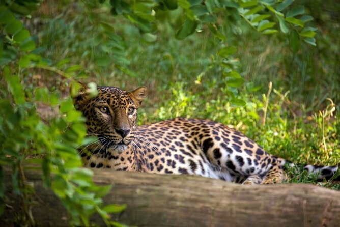Yala National Park Safari | Jeep with Tickets - Price and Value: Is $104 a Fair Deal?