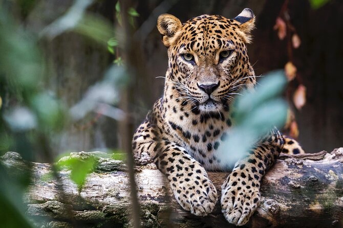 Yala National Park Safari | Jeep with Tickets - Your Jeep Setup: Small Group, Real Spotting Advantage
