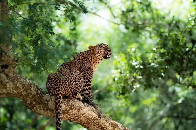 Yala National Park Safari : Special Guided Tour - Your half-day flow: leopard tracking, then a broader safari search