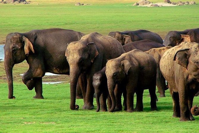 Yala National Park Safari : Special Guided Tour - What to pack for an early start (and long scanning hours)