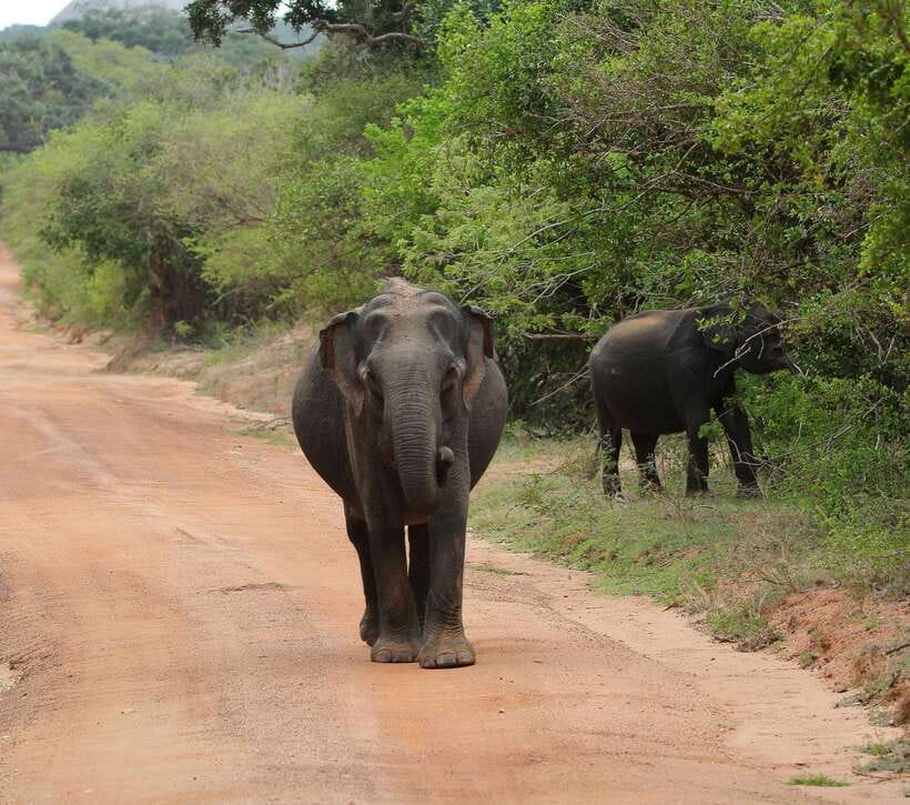 Yala National Park Safari Tour from Hambantota Port - Quick reasons to book this Hambantota-to-Yala safari