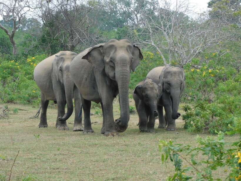 Yala National Park Safari Tour from Hambantota Port - From Hambantota Port to Yala National Park: what makes the setup efficient