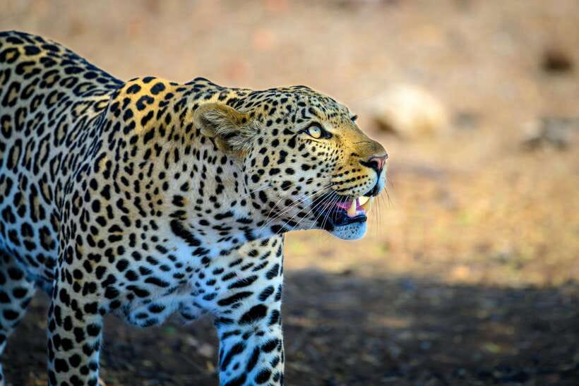 Yala National Park Safari Tour from Hambantota Port - Guided wildlife viewing in Yala: how you get value in 6 hours
