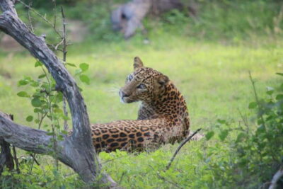 Yala National Park Safari Tour from Hambantota Port