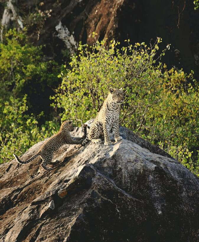 Yala National Park Safari Tour from Hambantota Port - Pickup at Hambantota Port, and the return that protects your schedule