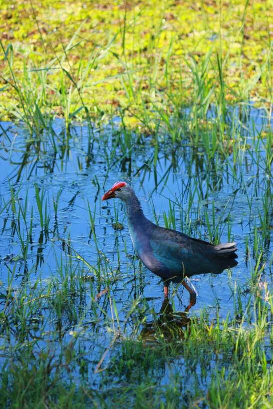 Yala National Park Safari Tour from Hambantota Port - Price and what you actually get for $60 per person