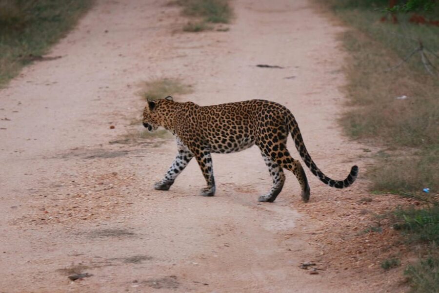 Yala National Park Safari Tour from Hambantota Port - Service provider notes: Thivein Safari Tours and the human factor