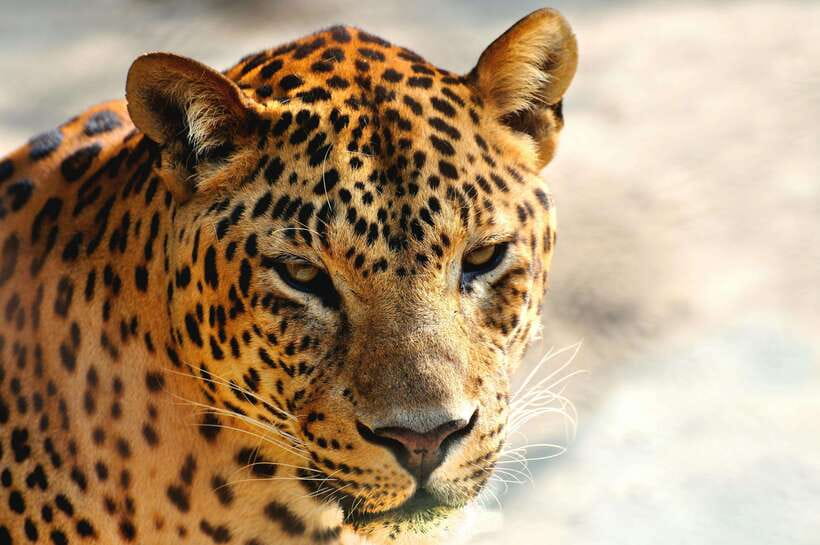 Yala National Park Safari Tour from Hambantota Port - Should you book this Yala National Park Safari from Hambantota Port?
