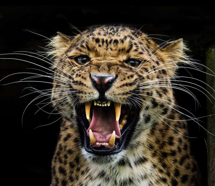 Yala National Park - Safari Tour with Hotel / Accommodation - Key Points You’ll Actually Care About