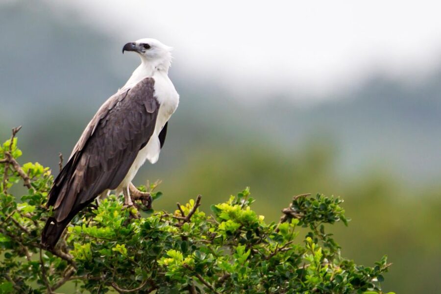 Yala National Park - Safari Tour with Hotel / Accommodation - How the Day Runs, From Pickup to Check-Out