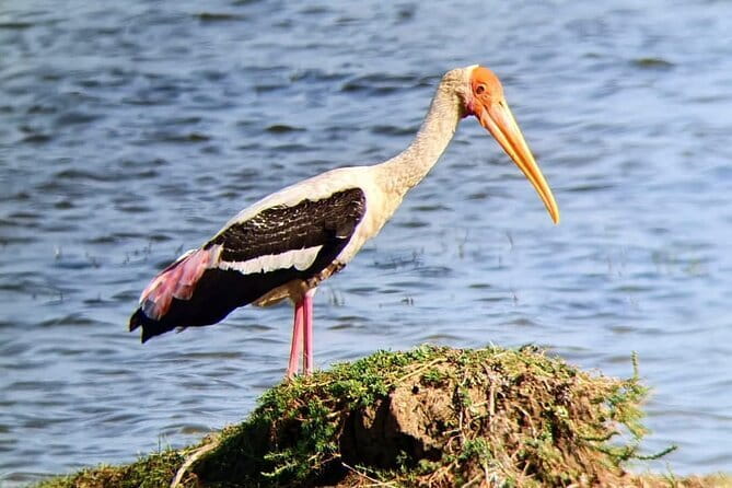 Yala National Park Safari Tours from Hambantota Port - The Driver Effect: Safety, Communication, and Where You Spend Your Time