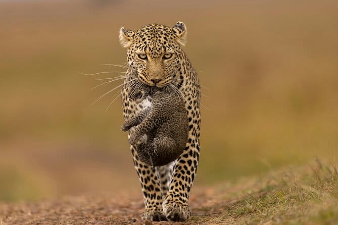 Yala National Park Safari Tours from Hambantota Port - Who This Safari Suits Best (and Who Should Skip It)