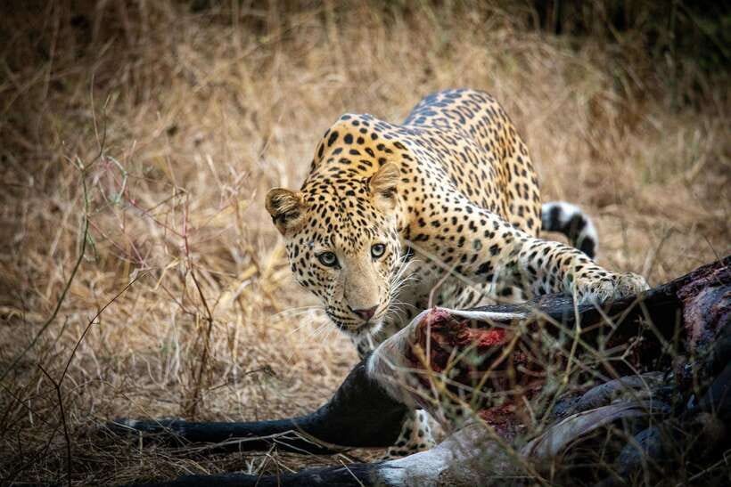 Yala National Park Safari Tours - Half Day & Full Day - Yala National Park safari in a small jeep: what the experience feels like