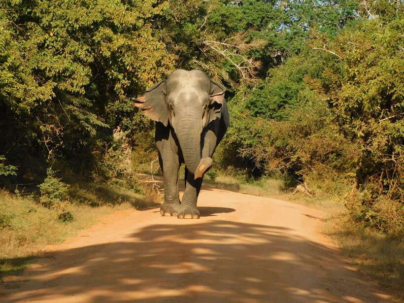 Yala National Park Safari Tours - Half Day & Full Day - The 4WD safari drive: how guides improve your odds