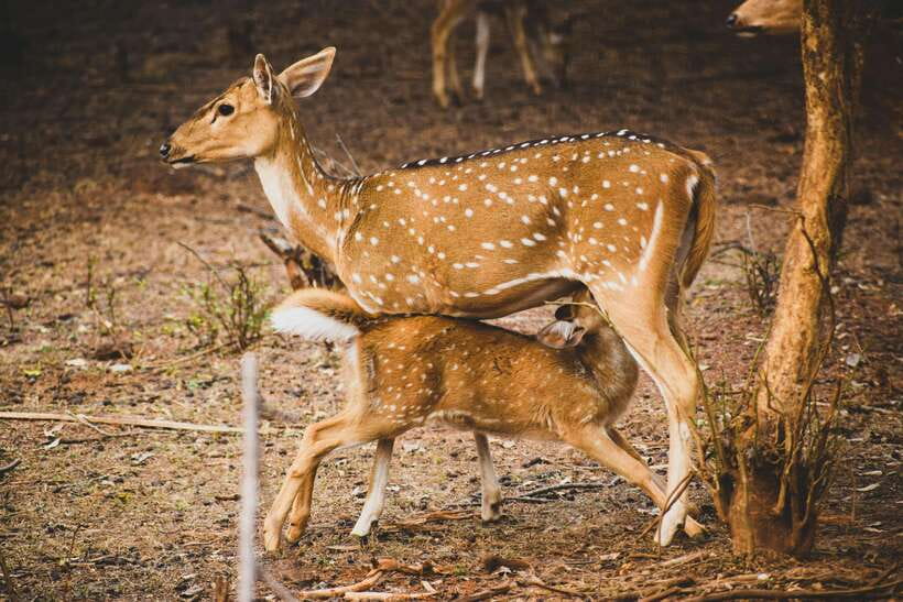 Yala National Park Safari Tours - Half Day & Full Day - Wildlife you can realistically expect in Yala