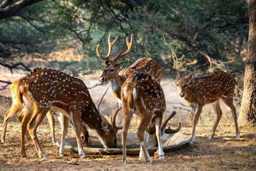 Yala National Park Safari Tours - Half Day & Full Day - Food breaks: breakfast and lunch that keep the safari human