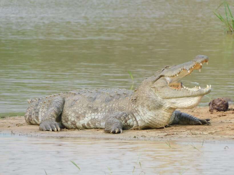 Yala National Park Safari Tours : Half Day & Full Day - What you will actually see besides the big cats