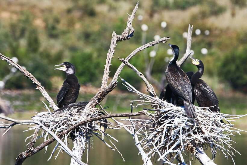 Yala National Park Safari Tours : Half Day & Full Day - Price and value: why $25 can be a deal, with one key catch