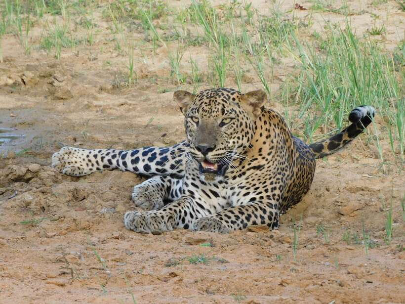 Yala National Park Safari Tours - Half Day & Full Day - Pickup from Tissamaharama and the four-gate advantage