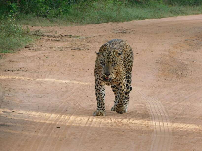 Yala National Park Safari Tours: Morning/Evening/Full Day - Key things that make this Yala safari work