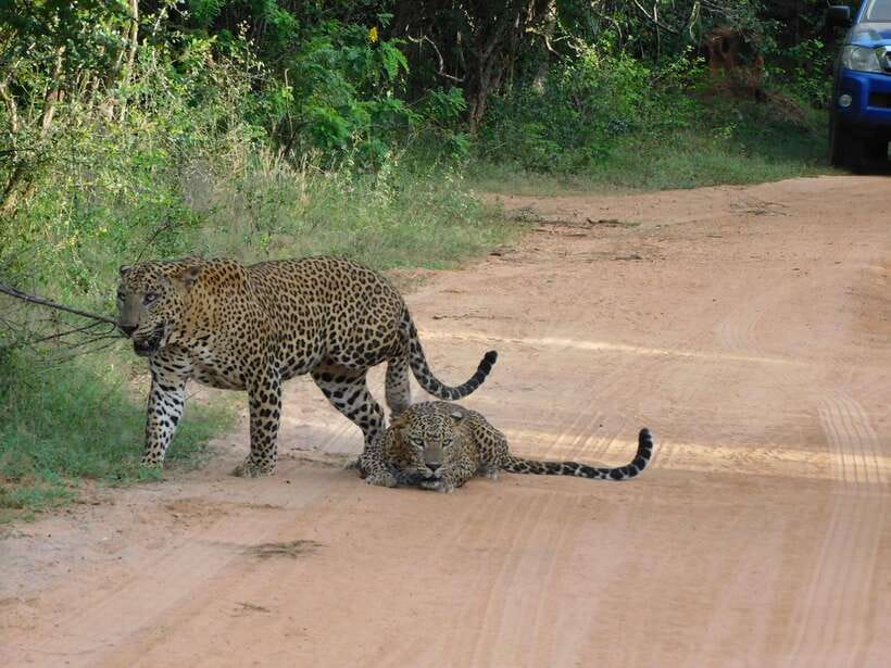 Yala National Park Safari Tours: Morning/Evening/Full Day - Who this Yala safari is best for