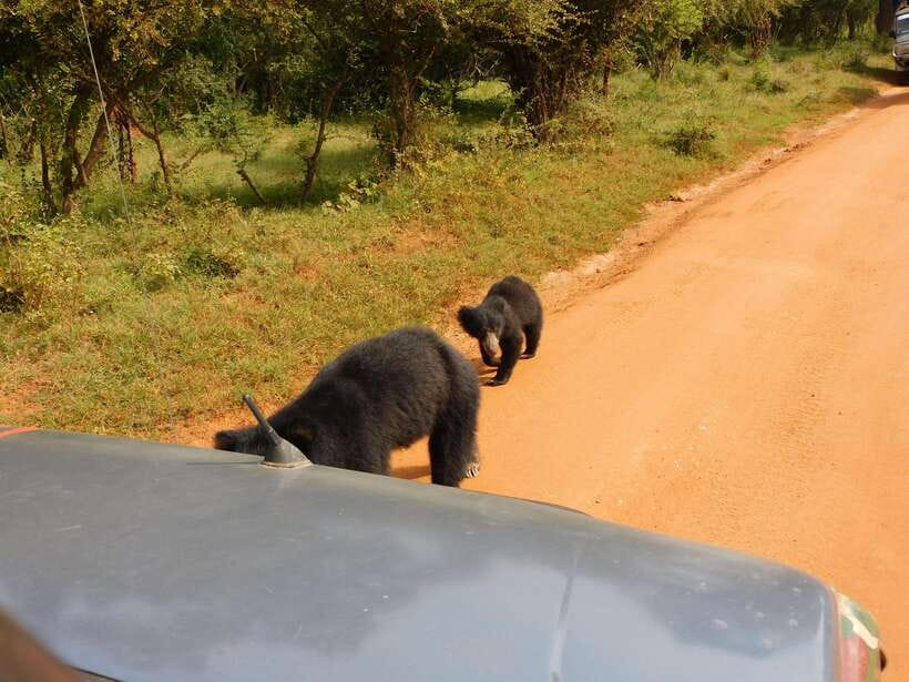 Yala National Park Safari Tours: Morning/Evening/Full Day - Yala National Park, in plain terms: where the wild feels close