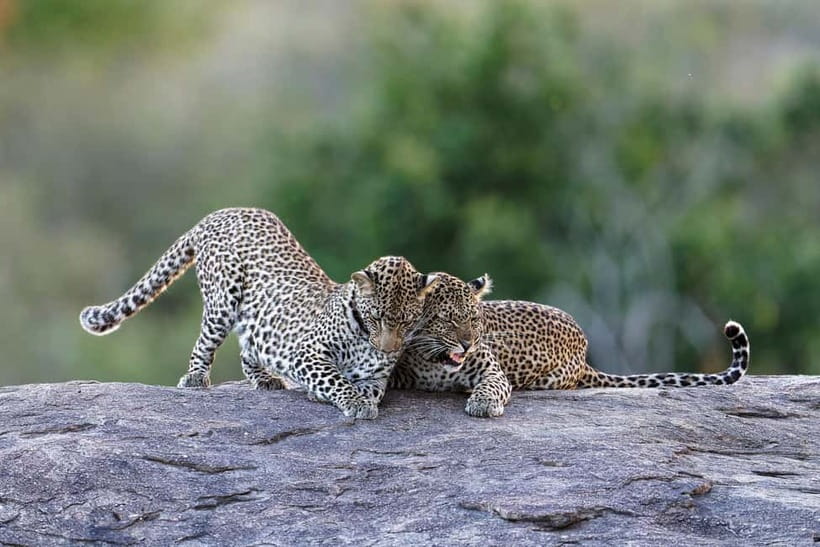 Yala National Park Safari Tours: Morning/Evening/Full Day - Hotel pickup to the park gate: why the first hour matters