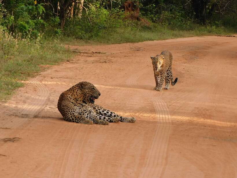 Yala National Park Safari Tours: Morning/Evening/Full Day - Jeep comfort and safety: what you feel on a long bumpy day