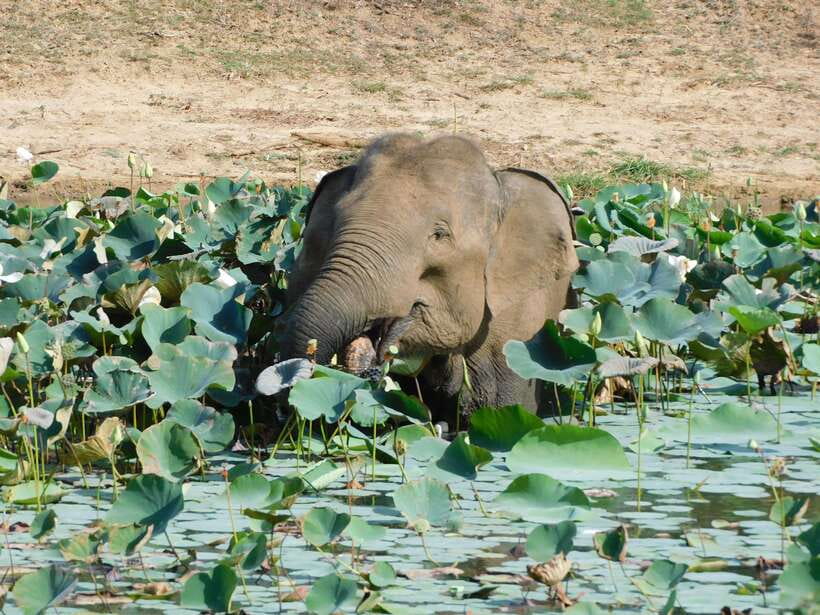 Yala National Park Safari Tours: Morning/Evening/Full Day - Breakfast and lunch timing: fuel that does not steal your best viewing time