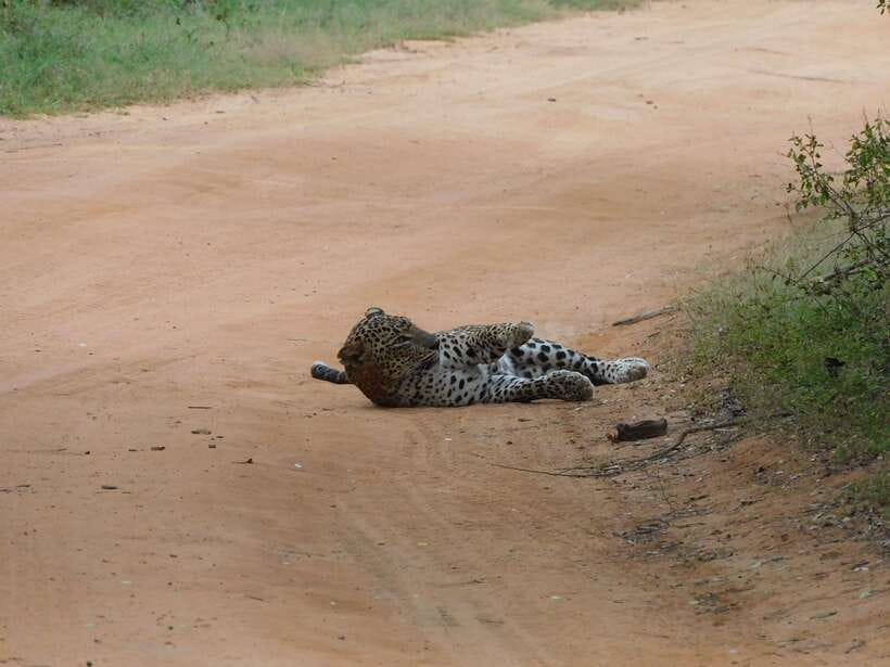 Yala National Park Safari Tours: Morning/Evening/Full Day - Wildlife spotting: what to look for beyond just scanning
