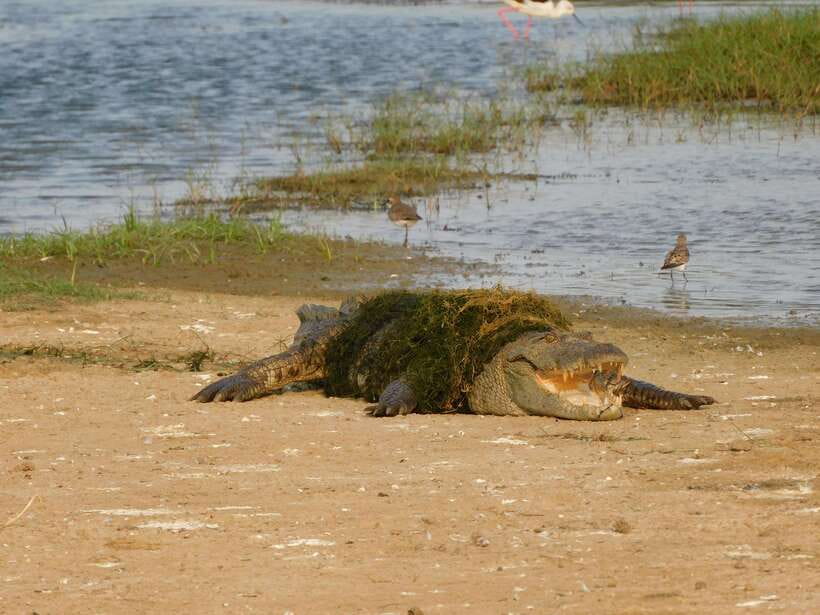 Yala National Park Safari Tours: Morning/Evening/Full Day - Guides you might get: what to expect from the experience style
