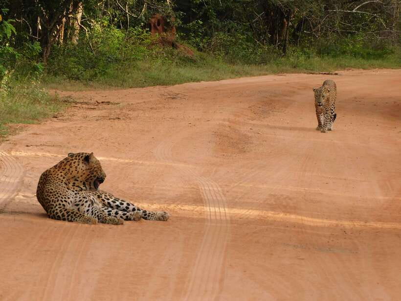 Yala National Park Safari Tours: Morning/Evening/Full Day - Price and value: $25 per person, plus what you should budget