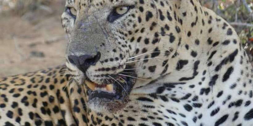 Yala National Park Sharing Safari (5 Hours) - How your guide actually helps you spot wildlife